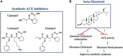 Editorial: New advances in the renal regulation of K+ homeostasis in health and disease